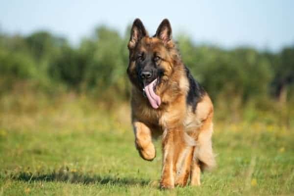 how-to-grow-german-shepherd-hair