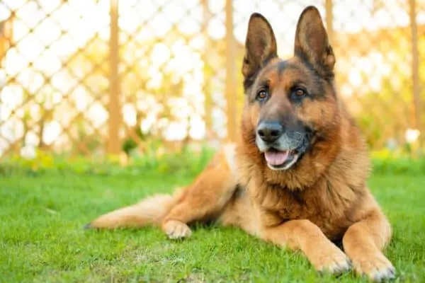 how-to-grow-german-shepherd-hair