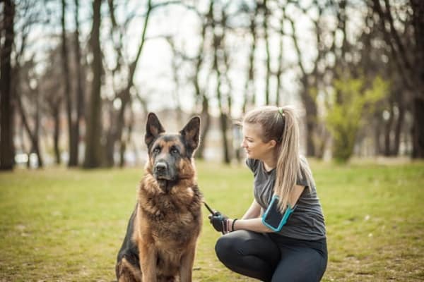 how-to-pet-a-german-shepherd