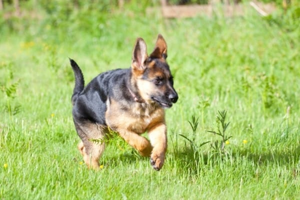 german-shepherd-puppy-running-though-grass