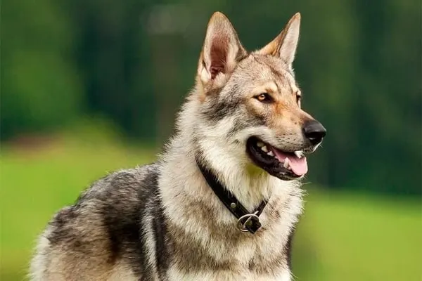 is-my-german-shepherd-part-wolf
