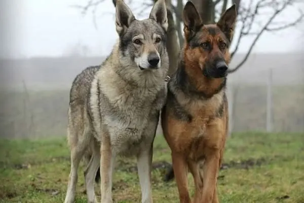 is-my-german-shepherd-part-wolf