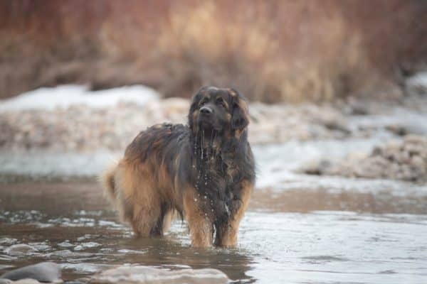 leonberger-german-shepherd-mix