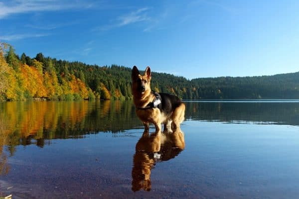 leonberger-german-shepherd-mix