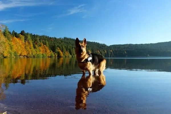 leonberger-german-shepherd-mix