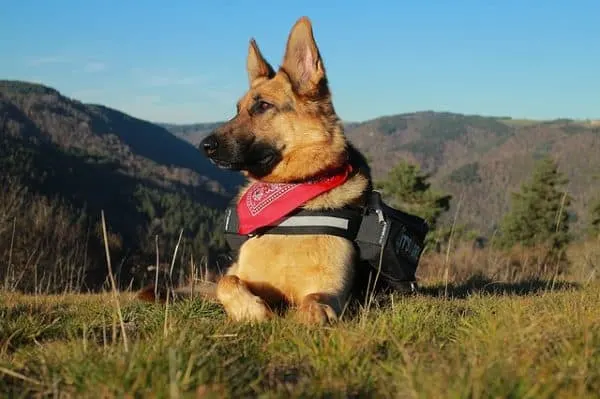 leonberger-german-shepherd-mix