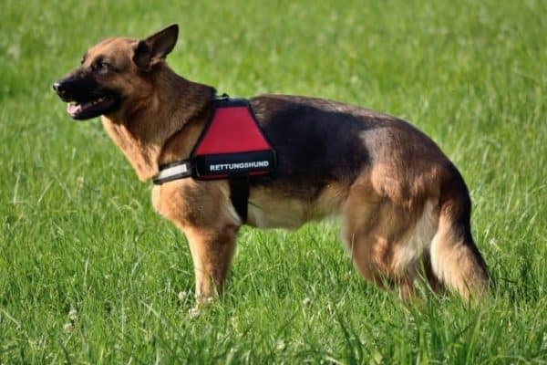 miniature-german-shepherd-service-dog