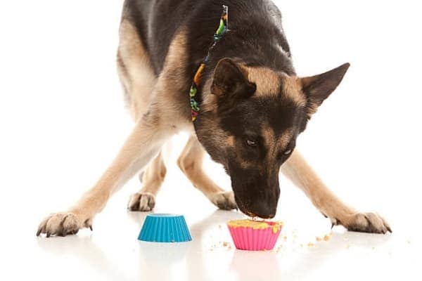 german-shepherd-eating-muffin