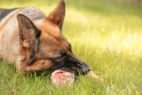 what-do-german-shepherds-eat