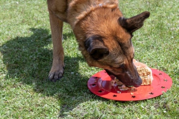 what-do-german-shepherds-eat