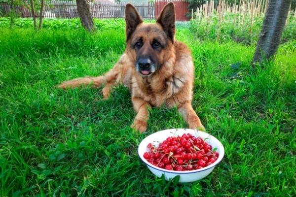 german-shepherd-and-cherry