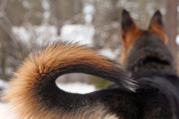 when-do-german-shepherds-tails-get-bushy