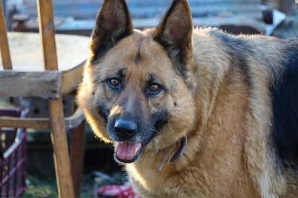 why-does-my-german-shepherd-have-dandruff