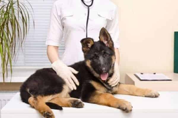 6-month-german-shepherd-at-the-vet