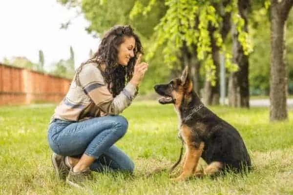 6-month-german-shepherd-training-with-owner