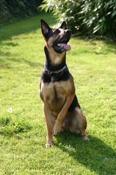 doberman-german-shepherd-mix