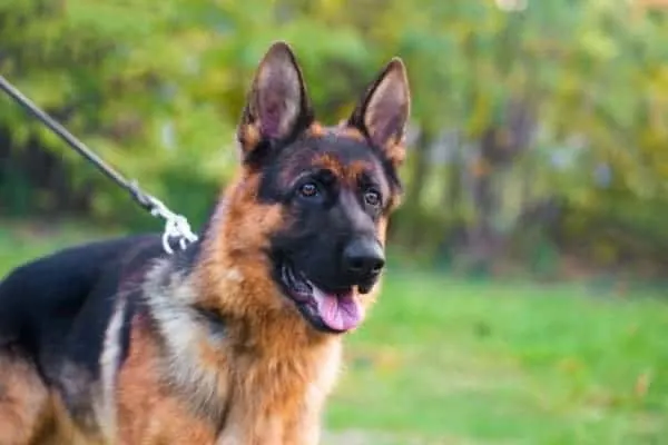 how to train my german shepherd for personal protection