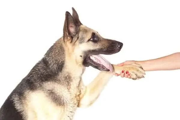 how to train my german shepherd for personal protection