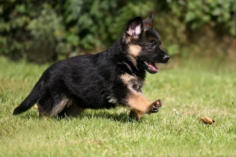 German Shepherd Puppies Food Recommendations