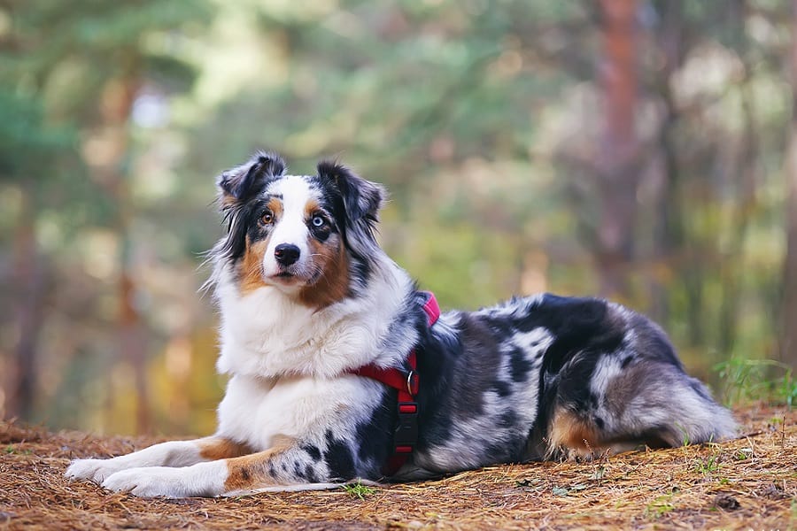 Australian Shepherd with Harness