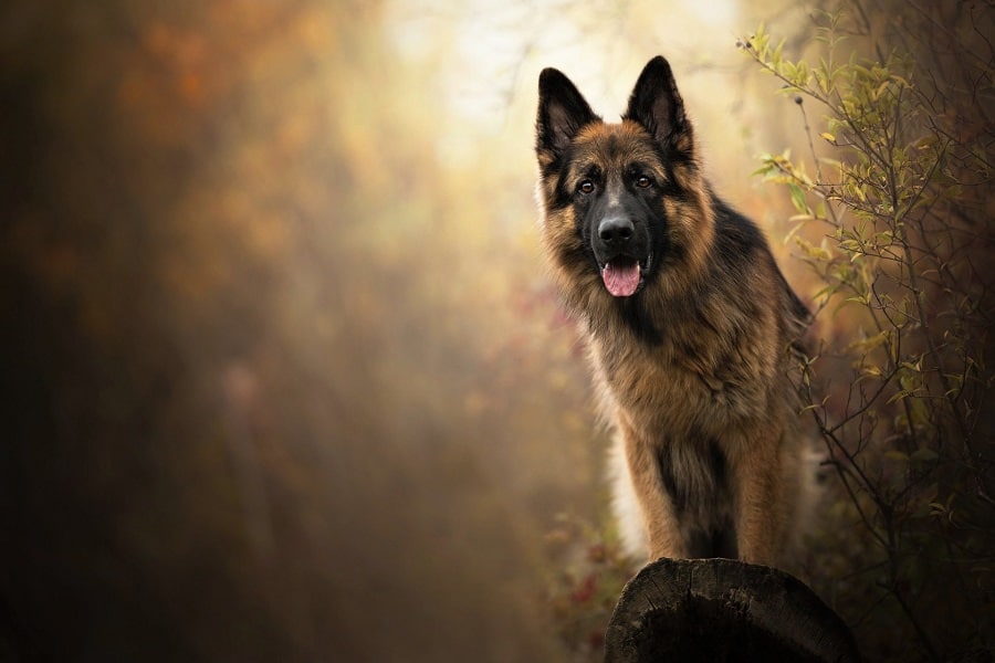 Best Supplements & Vitamins for German Shepherds