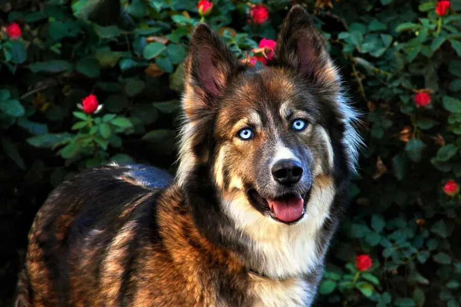 Shepsky - German Shepherd Husky Mix