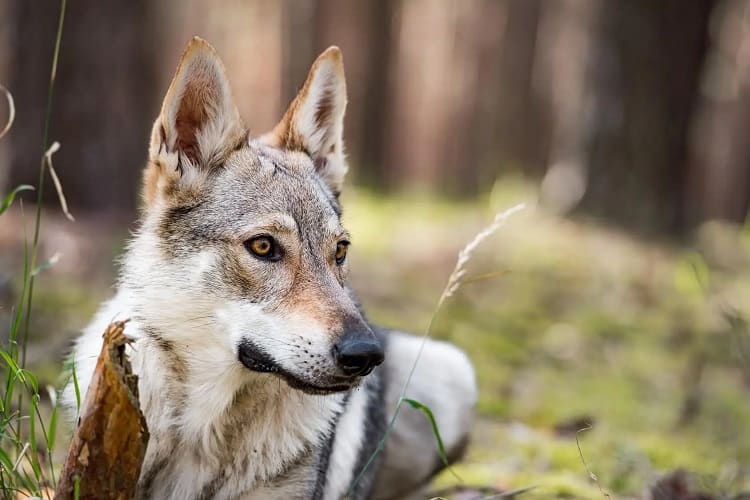 german shepherd wolf mix size and appearance