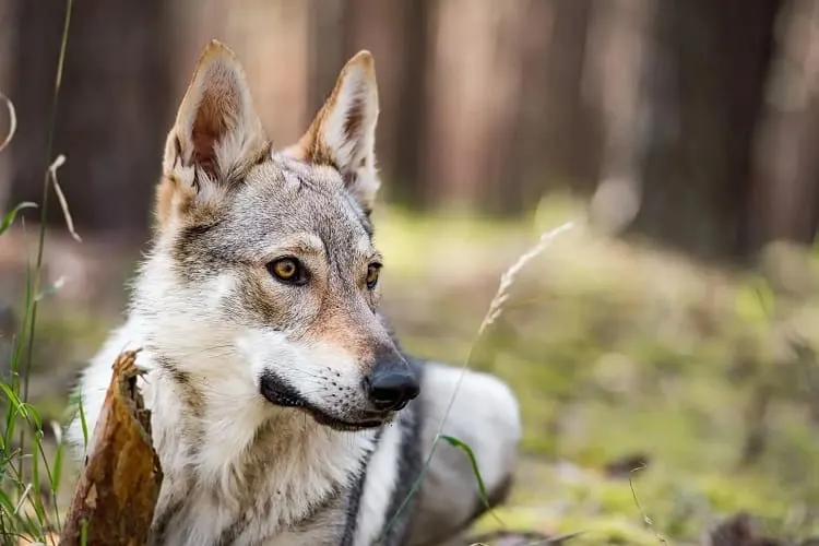 german shepherd wolf mix size and appearance