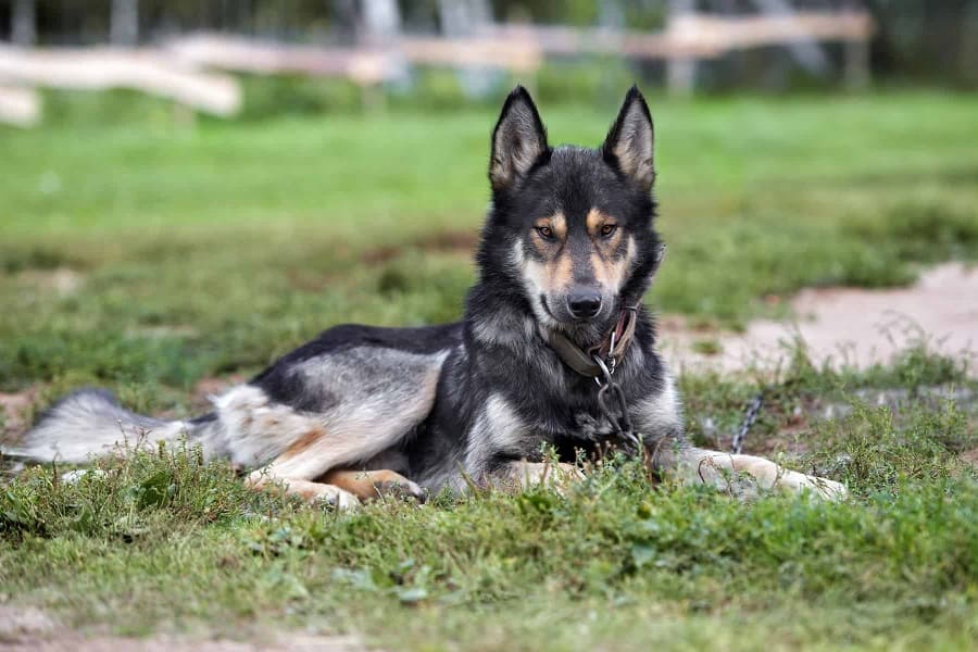 German Shepherd Wolf Not For First-Time Dog