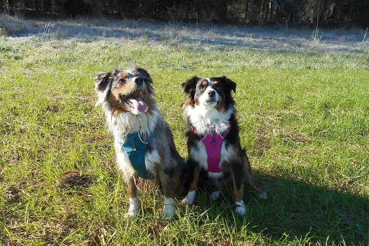 What to Look for in a Harness for Australian Shepherds