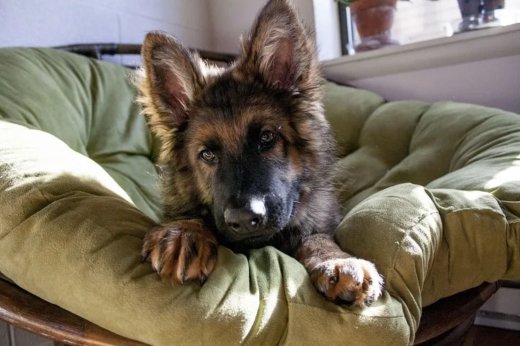 adopted german shepherd puppy