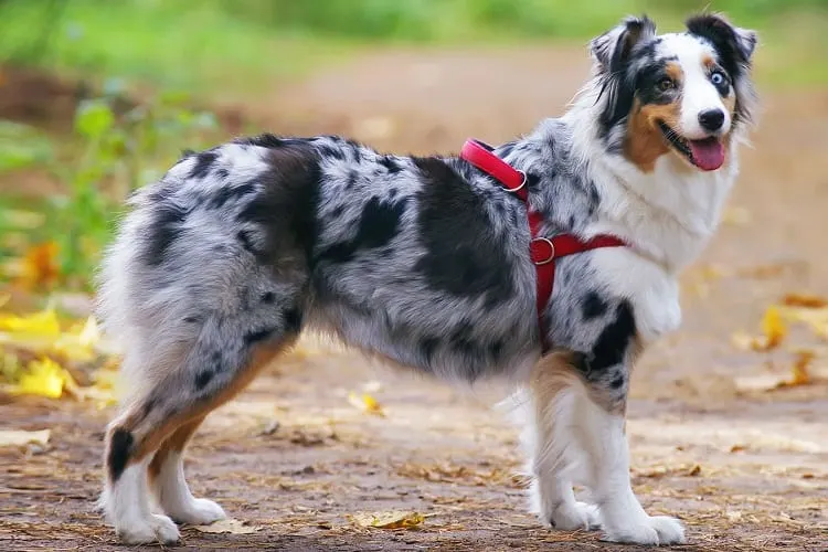 Australian Shepherd in the walk