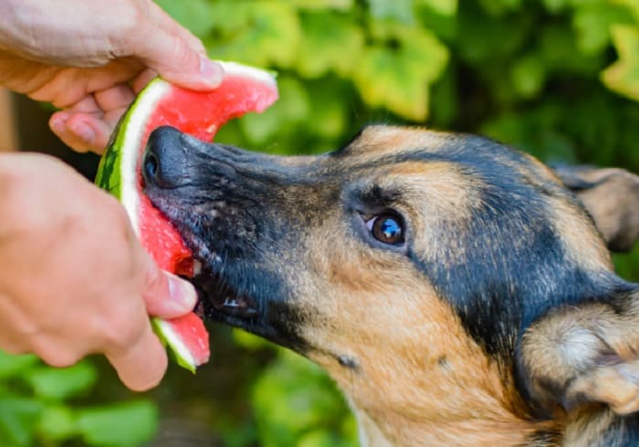 How to serve watermellon for your shepherd?