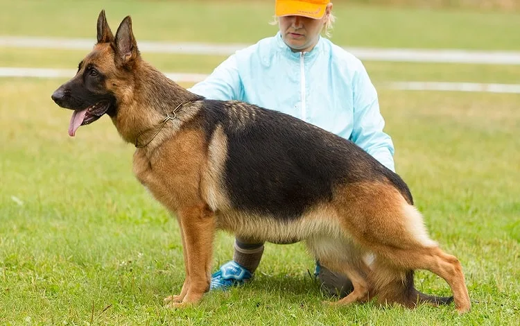 german shepherd health conditions