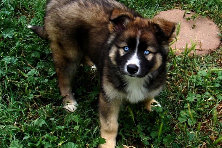 Værdiløs marv fast German Shepherd Siberian Husky Mix: The Gerberian Shepsky