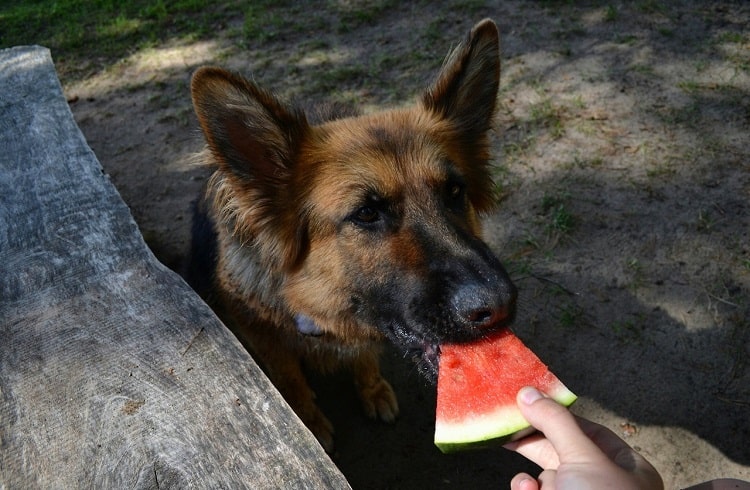 Is It Safe for German Shepherds to Eat Watermelon?