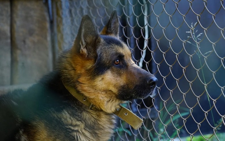 german shepherd in rescue shelter