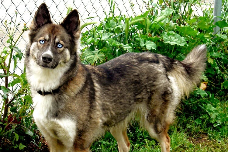 the size of shepsky
