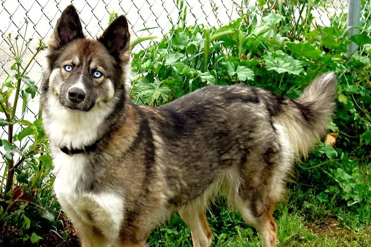 the size of shepsky