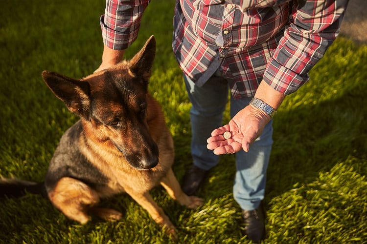 Vitamins that German Shepherds Require