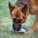 Bowls for German Shepherds Reviews and Recommendations