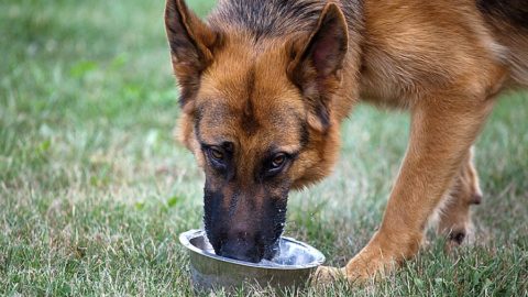 Bowls for German Shepherds Reviews and Recommendations