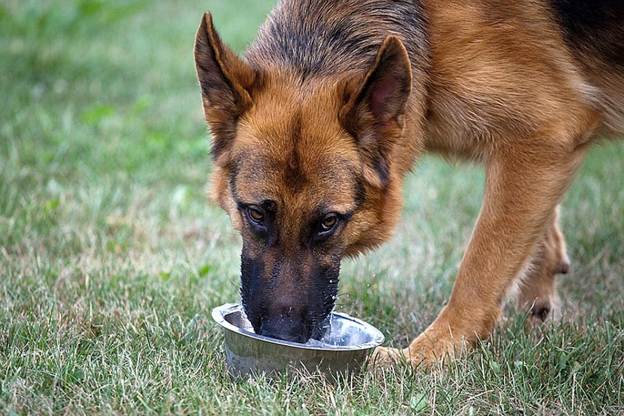 Bowls for German Shepherds Reviews and Recommendations