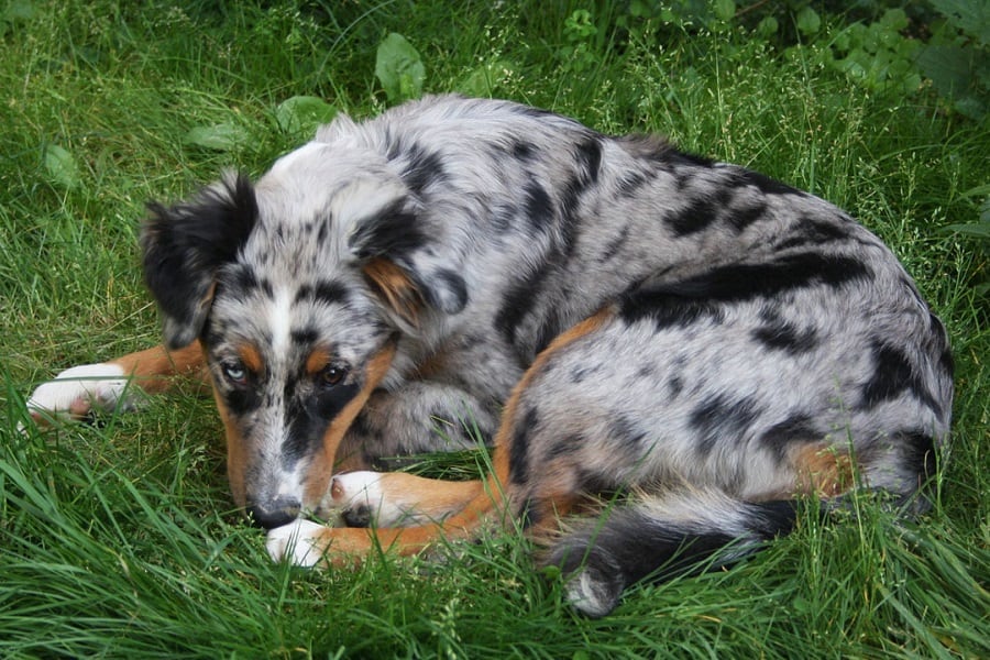 Flea & Tick Treatments for Australian Shepherds