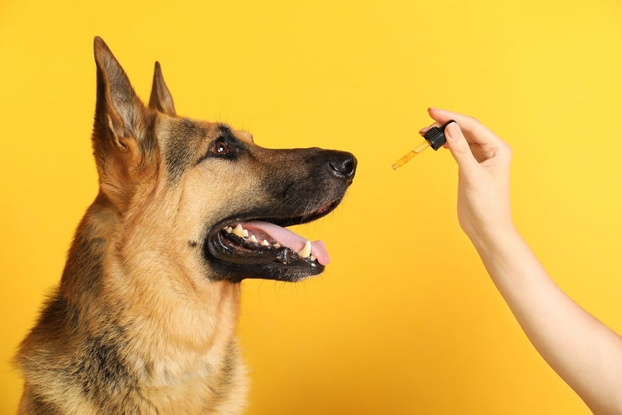 CBD Oils and products for German Shepherds Reviewed