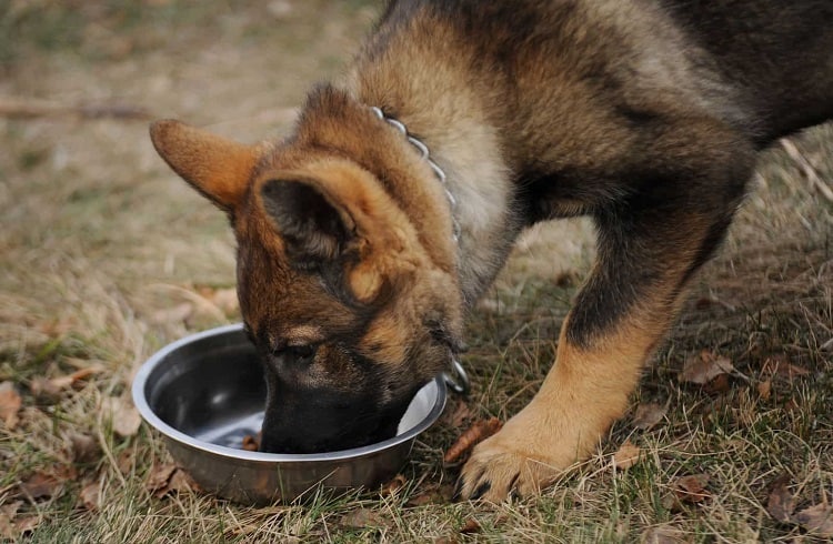 Stainless Steel Bowl