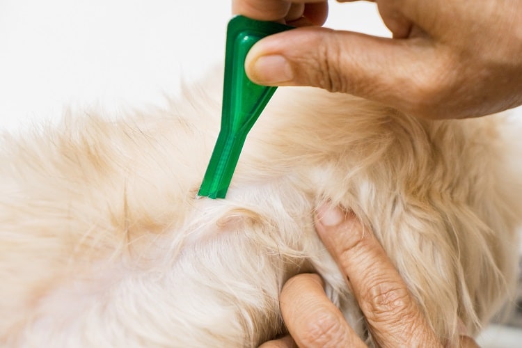 About Topical Flea treatments