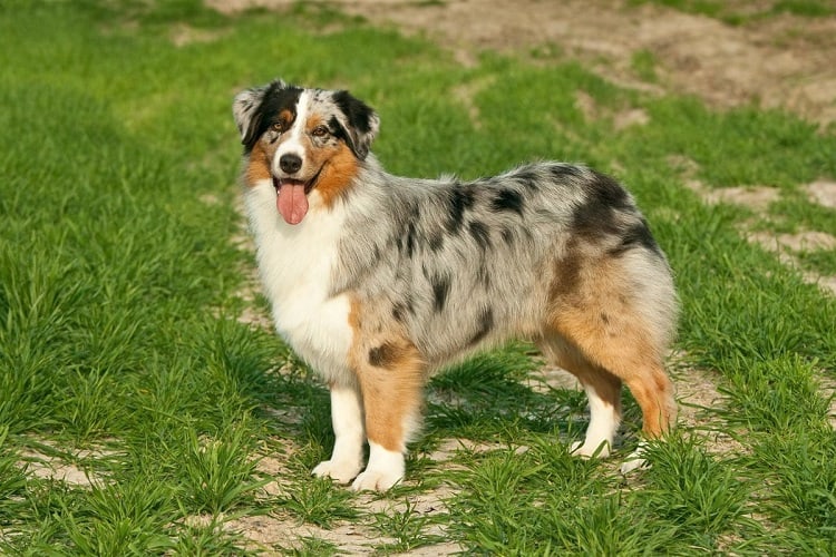 Australian Shepherd treatment