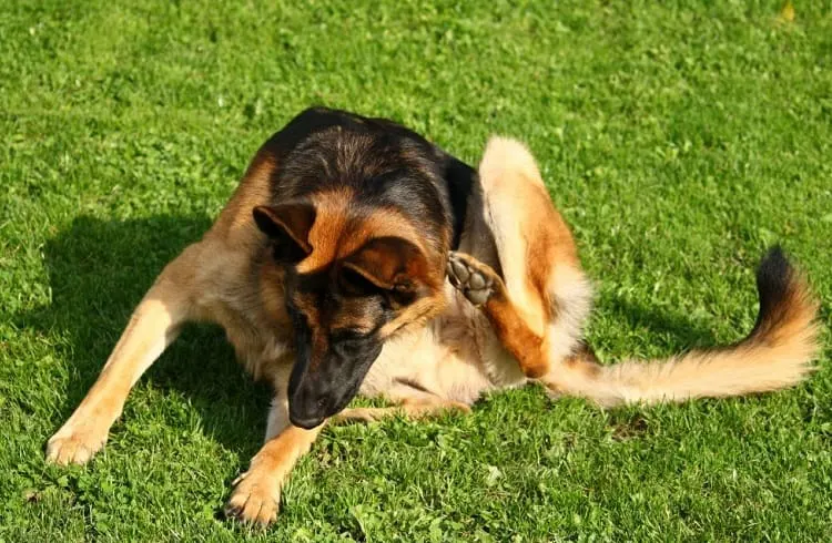 How to get rid of fleas on your German Shepherd?