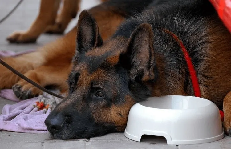 8 Best Dog Bowls for German Shepherds in 2022 4 Bowl madde of plastic